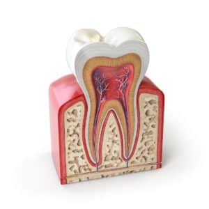 anatomia dental